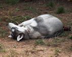 Swith Wolf Fortunatus